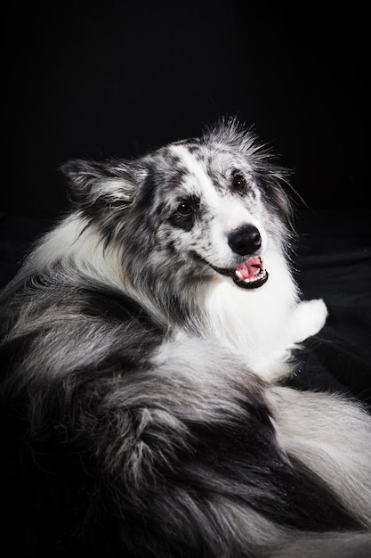 Portret śliczny Border collie pies