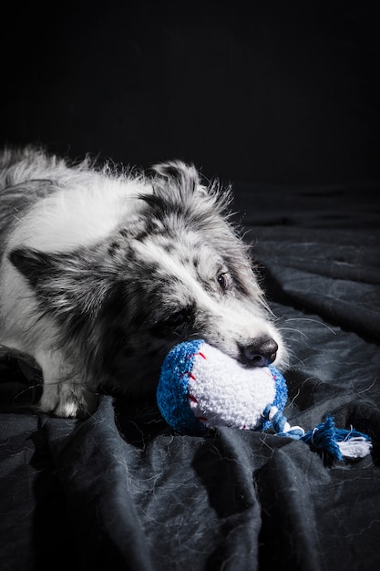 Portret śliczny Border collie pies