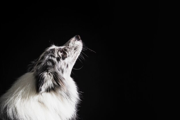 Portret śliczny Border collie pies