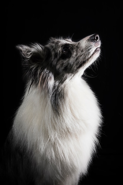 Portret śliczny Border collie pies