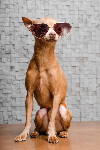 Portret śliczny chihuahua pies z okularami przeciwsłonecznymi