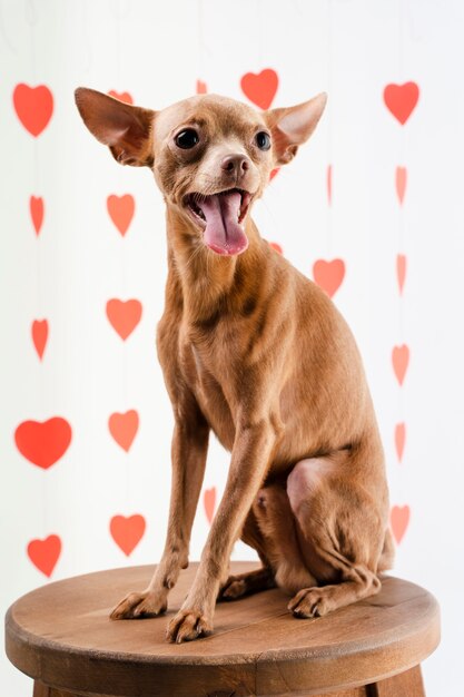 Portret śliczny chihuahua psa ono uśmiecha się