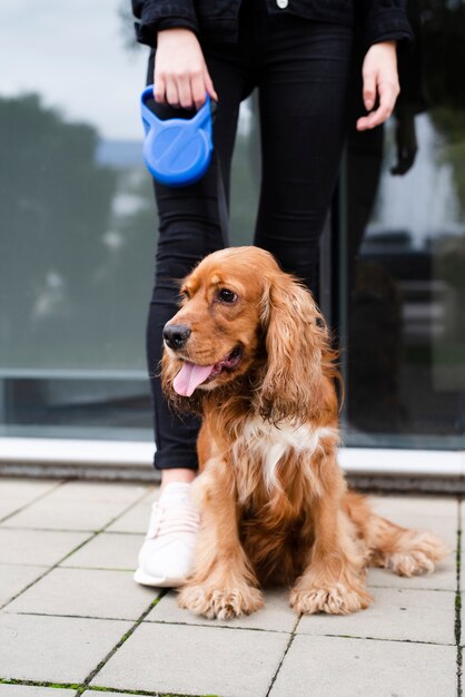 Portret śliczny Cocker spaniel outdoors