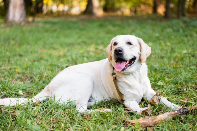Portret śliczny labradora obsiadanie na trawie