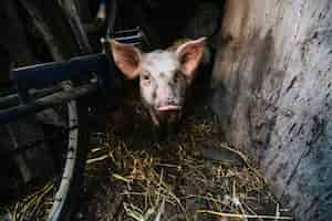 Bezpłatne zdjęcie portret świnia w chlewie