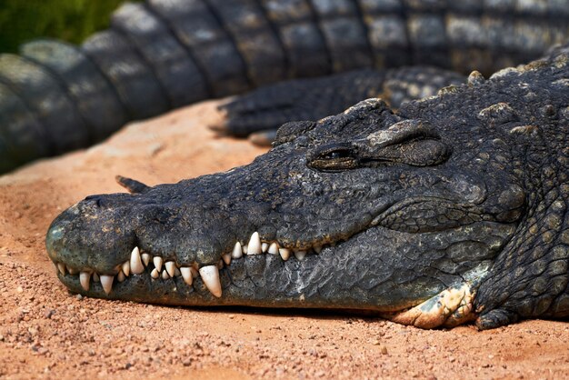 Portret twarzy pięknego okazu krokodyla nilowego wypoczywającego w zoo