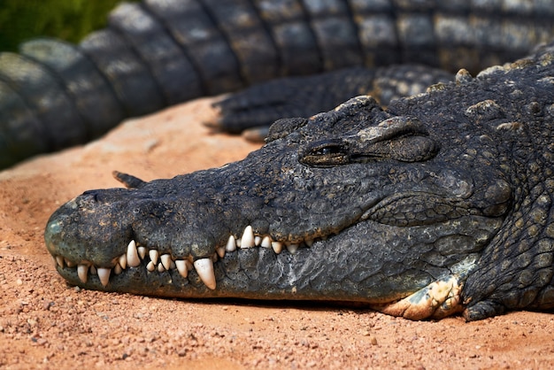Portret twarzy pięknego okazu krokodyla nilowego wypoczywającego w zoo