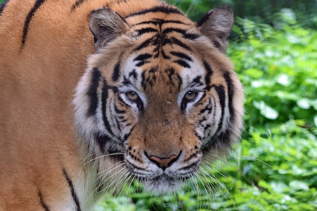Bezpłatne zdjęcie portret tygrysa bengalskiego zbliżenie głowy tygrys bengalski samiec tygrysa bengalskiego zbliżenie