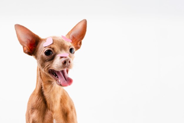 Portret uroczego chihuahua psi ono uśmiecha się