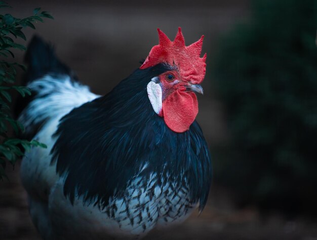 Portret uroczego czarno-białego koguta patrzącego na bok