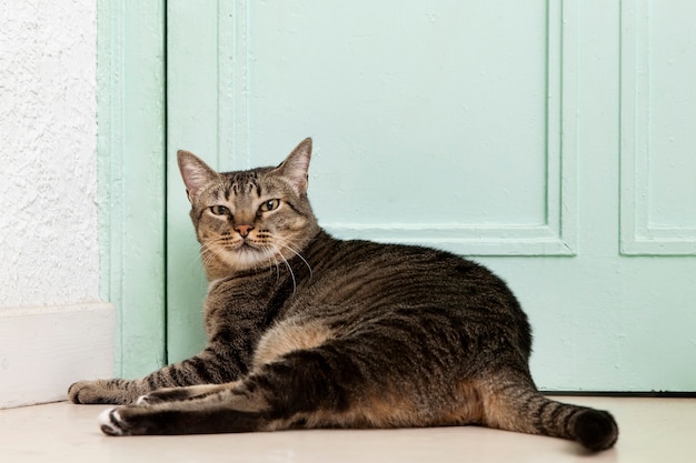 Portret uroczego kota domowego