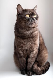 Portret uroczego szarego pręgowanego kota z żółtymi oczami