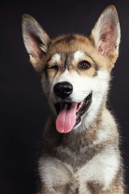 Portret uroczego szczeniaka husky na czarnej scenie