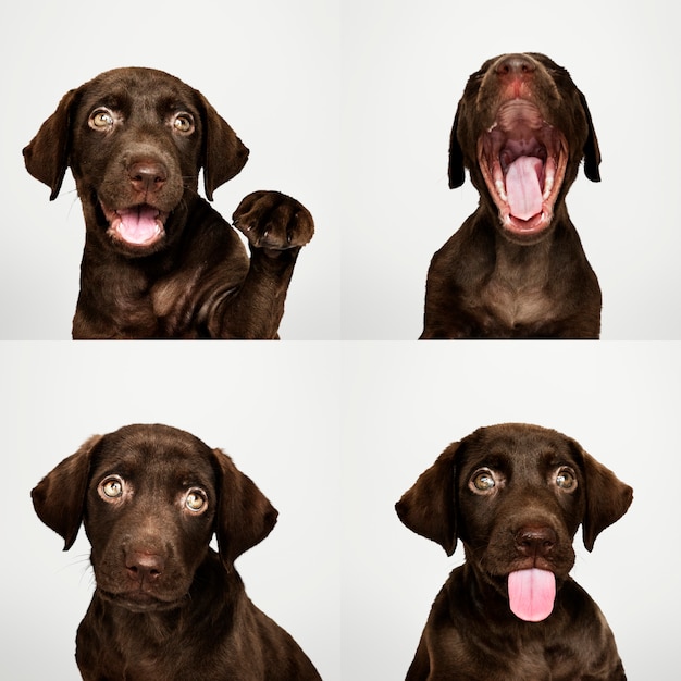 Portret zestaw adorable czekoladowe Labrador Retriever puppy