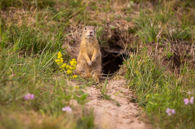 Pospolita Wiewiórka Pospolita Na Kwitnącej łące. Suslik Europejski. Spermophilus Citellus. Dzikie Zwierzę W Naturalnym środowisku. Mały Park W środku Zgiełku Miasta.