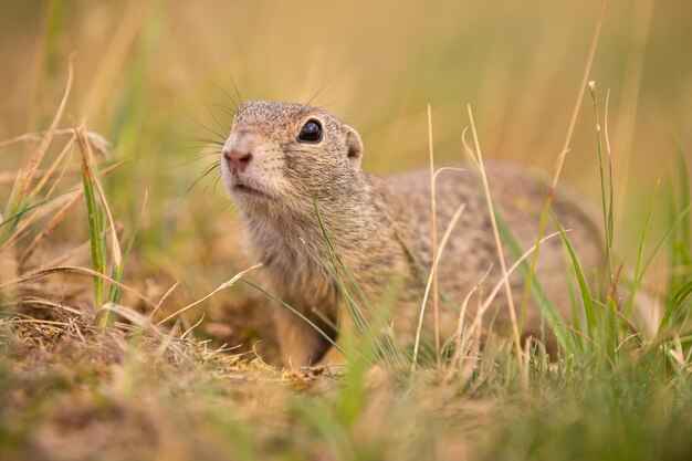 Pospolita wiewiórka pospolita na kwitnącej łące. Suslik europejski. Spermophilus citellus. Dzikie zwierzę w naturalnym środowisku. Mały park w środku zgiełku miasta.