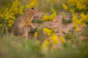 Bezpłatne zdjęcie pospolita wiewiórka pospolita na kwitnącej łące. suslik europejski. spermophilus citellus. dzikie zwierzę w naturalnym środowisku. mały park w środku zgiełku miasta.