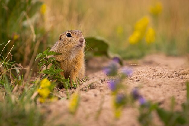 Pospolita wiewiórka pospolita na kwitnącej łące. Suslik europejski. Spermophilus citellus. Dzikie zwierzę w naturalnym środowisku. Mały park w środku zgiełku miasta.