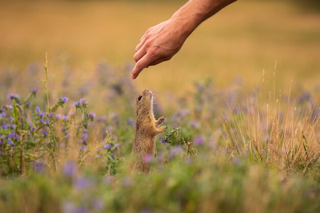 Pospolita wiewiórka pospolita na kwitnącej łące. Suslik europejski. Spermophilus citellus. Dzikie zwierzę w naturalnym środowisku. Mały park w środku zgiełku miasta.