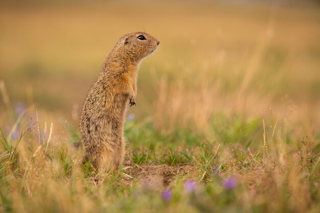 Pospolita wiewiórka pospolita na kwitnącej łące. Suslik europejski. Spermophilus citellus. Dzikie zwierzę w naturalnym środowisku. Mały park w środku zgiełku miasta.