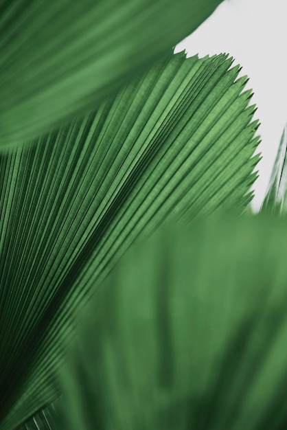 Potargane liście palmy w tle