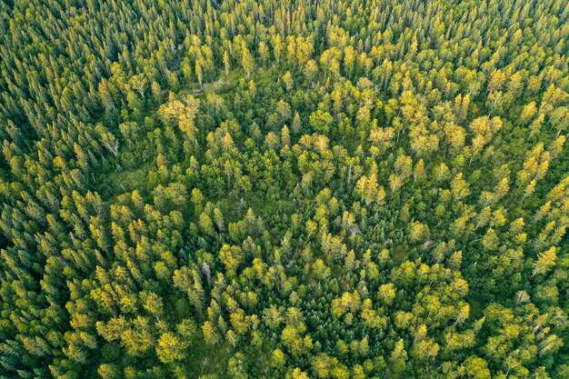 Powietrzny dron strzelający z gęstego pięknego lasu w słoneczny dzień