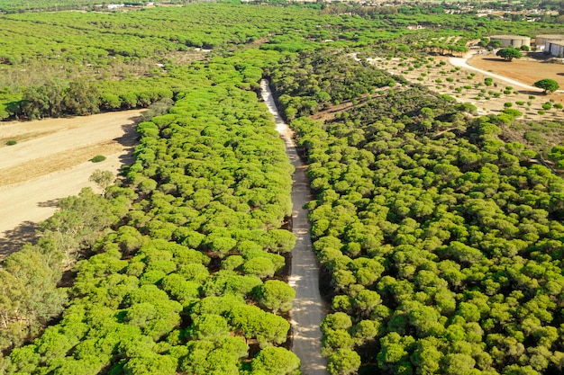 Powietrzny panoramiczny krajobrazowy widok droga w lesie