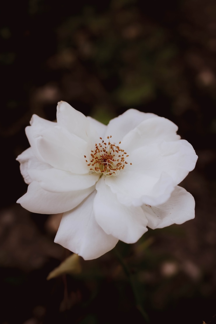 Bezpłatny plik Zdjęcie powitania orchidei hintergrund białe tło blanche