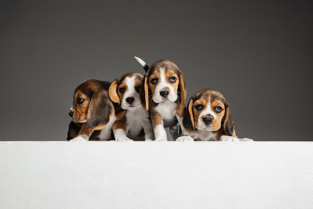 Pozują szczenięta Beagle tricolor. Śliczne biało-braun-czarne pieski lub zwierzaki bawiące się na szarej ścianie. Wyglądaj na uważnego i zabawnego. Pojęcie ruchu, ruchu, działania. Negatywna przestrzeń.