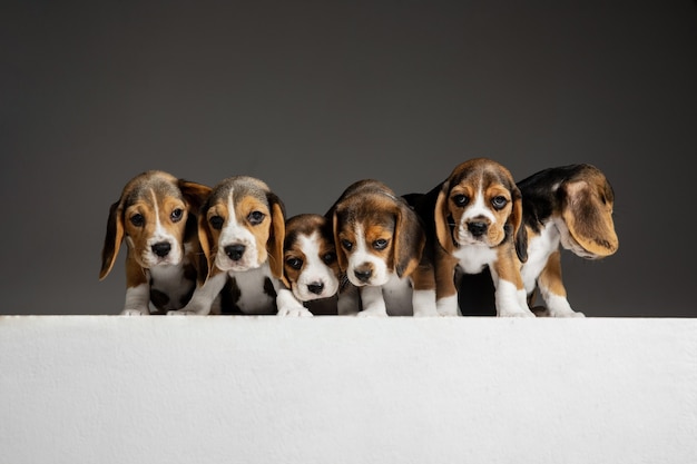 Pozują szczenięta Beagle tricolor. Śliczne biało-brązowo-czarne pieski lub zwierzęta bawiące się na szarym tle. Wyglądaj na uważnego i zabawnego