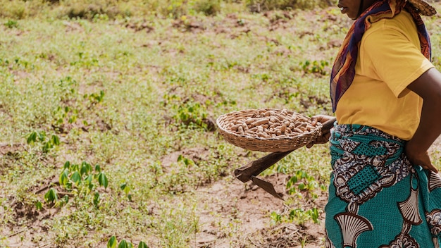 Pracownik wsi trzyma kosz z orzeszkami ziemnymi