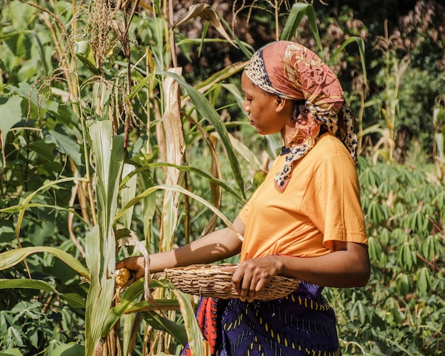 Pracownik wsi zbierający kukurydzę