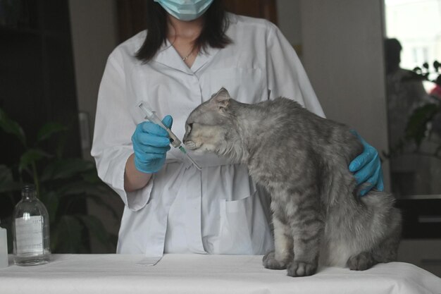 Profesjonalna weterynarz bada szarego kota na stole egzaminacyjnym leczenie chorób zwierząt domowych