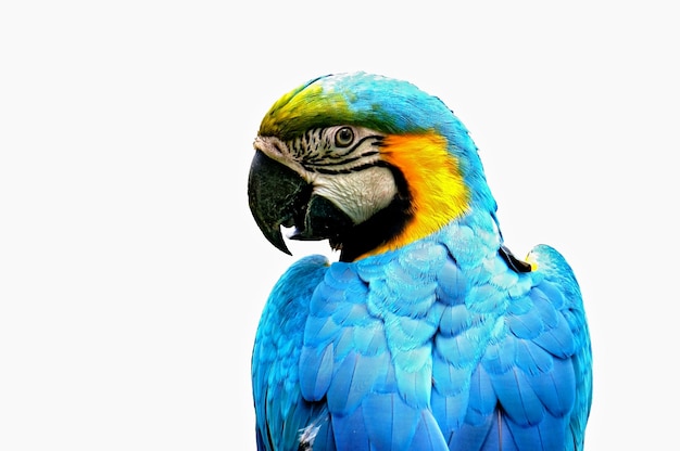 Bezpłatne zdjęcie profil parrot