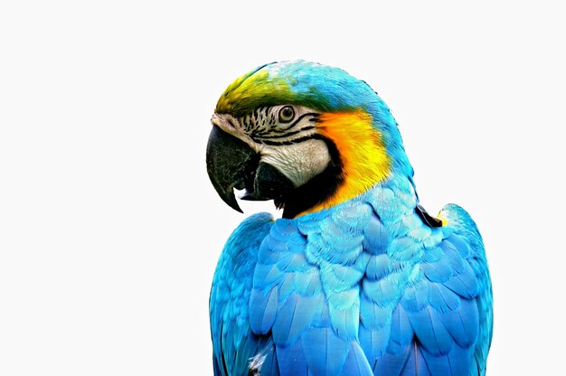 profil Parrot