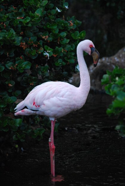 Profil różowego flaminga ptaka stojącego wysoko.