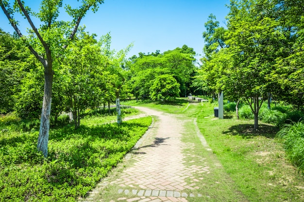 Promenada w pięknym parku miejskim