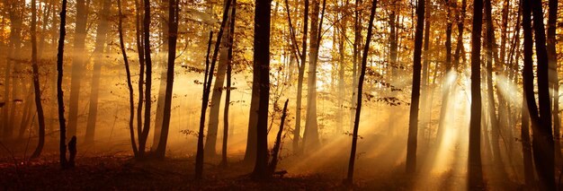 Promienie słońca w jesiennym mglistym lesie.