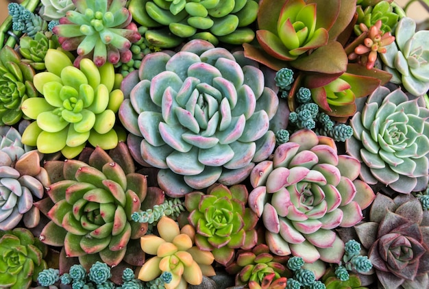 Bezpłatne zdjęcie prostokątny układ sukulentów; soczyste kaktusy w sadzarce