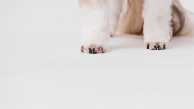 Przednie nogi psa z bliska