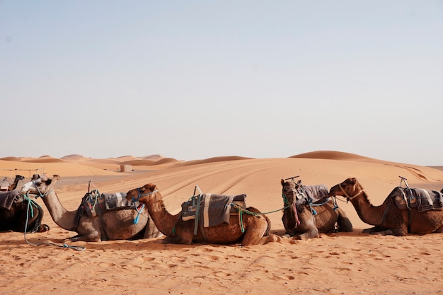 Bezpłatne zdjęcie przejażdżki na wielbłądach w erg chebbi, maroko