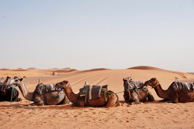 Przejażdżki na wielbłądach w Erg Chebbi, Maroko