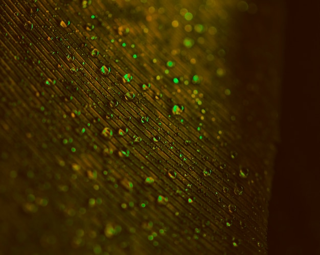 Przejrzyste zielone kropelki wody na powierzchni niewyraźne brązowe pióro
