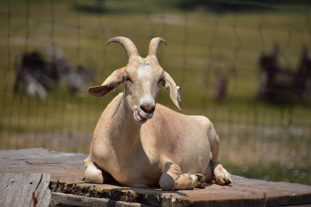 Przeżuwanie kozy podczas odpoczynku na słońcu
