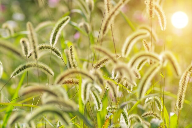 Przyroda środowisko flora uprawa na zewnątrz