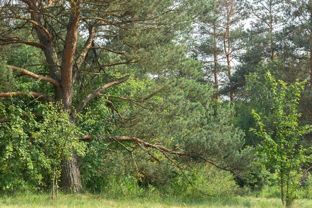 Przyroda w lesie, drzewa iglaste i inne rośliny