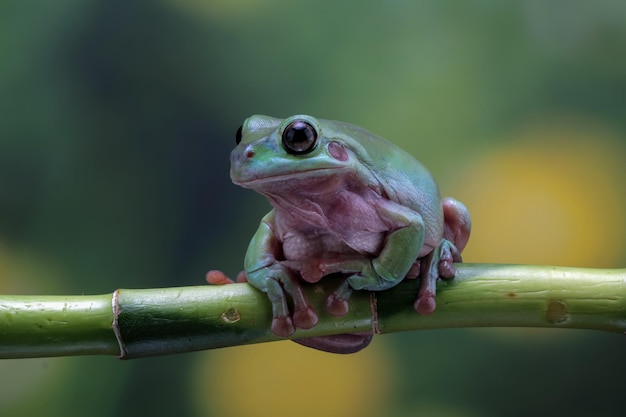 Przysadzista żaba litoria caerulea na zielonych liściach przysadzista żaba na gałęzi żaba drzewna na gałęzi zbliżenie płazów