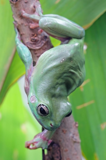 Przysadzista żaba litoria caerulea na zielonych liściach przysadzista żaba na gałęzi żaba drzewna na gałęzi zbliżenie płazów