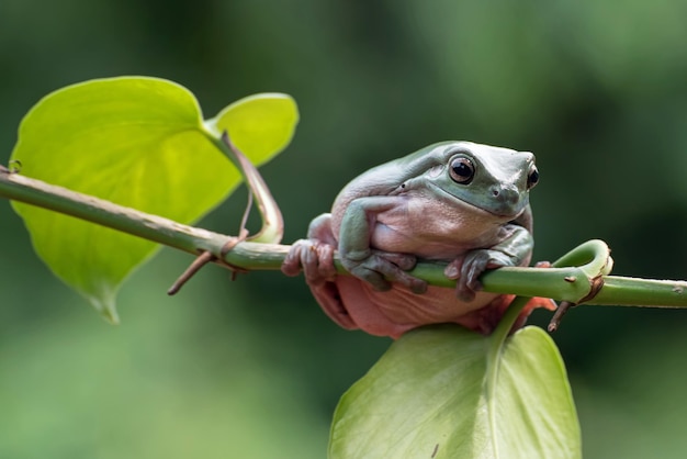 Bezpłatne zdjęcie przysadzista żaba litoria caerulea na zielonych liściach przysadzista żaba na gałęzi żaba drzewna na gałęzi