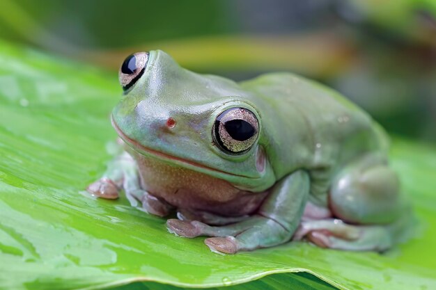 Przysadzista żaba litoria caerulea na zielonych liściach przysadzista żaba na gałęzi żaba drzewna na gałęzi